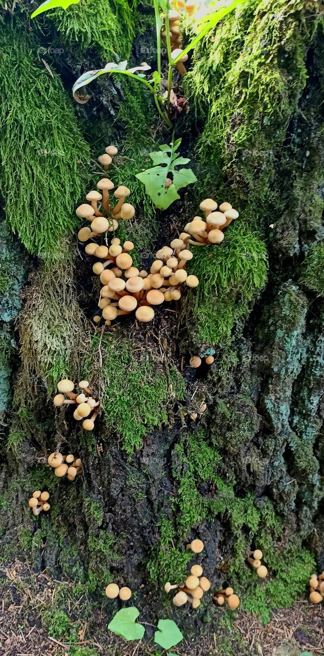 magic mushrooms beautiful texture background