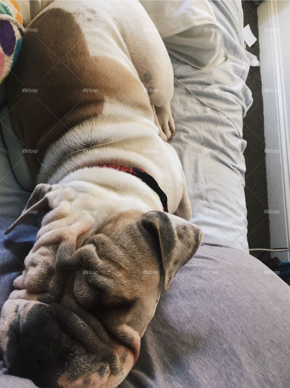 Sleeping bulldog ( English bulldog) shar pei (sharpei) dog. White and brown with red color. Very wrinkly only a year old. Cuddly and sleepy 