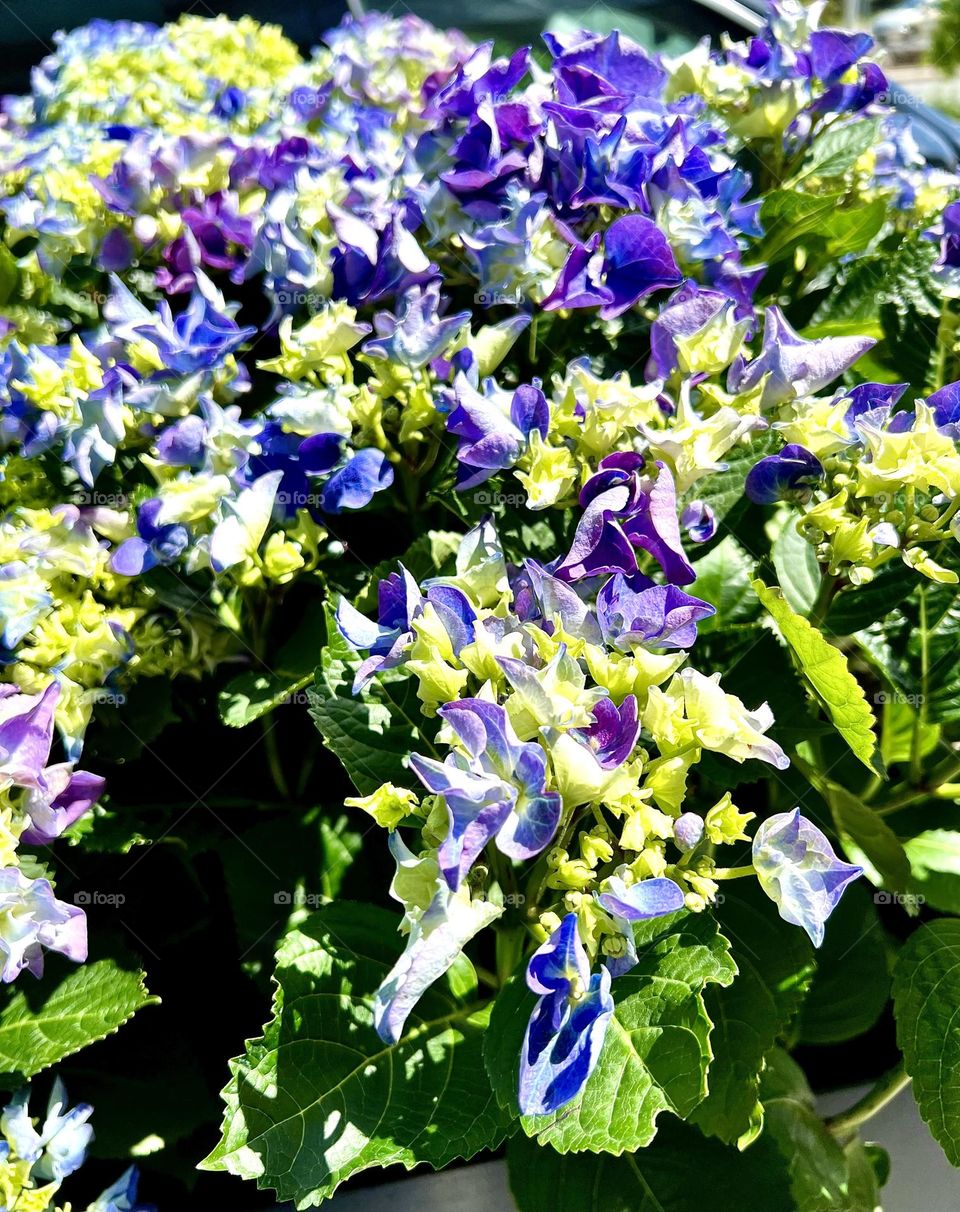 Large-leaved hydrangeas