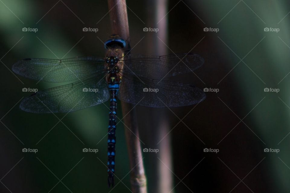 Close-up of damselfly with its wings spread