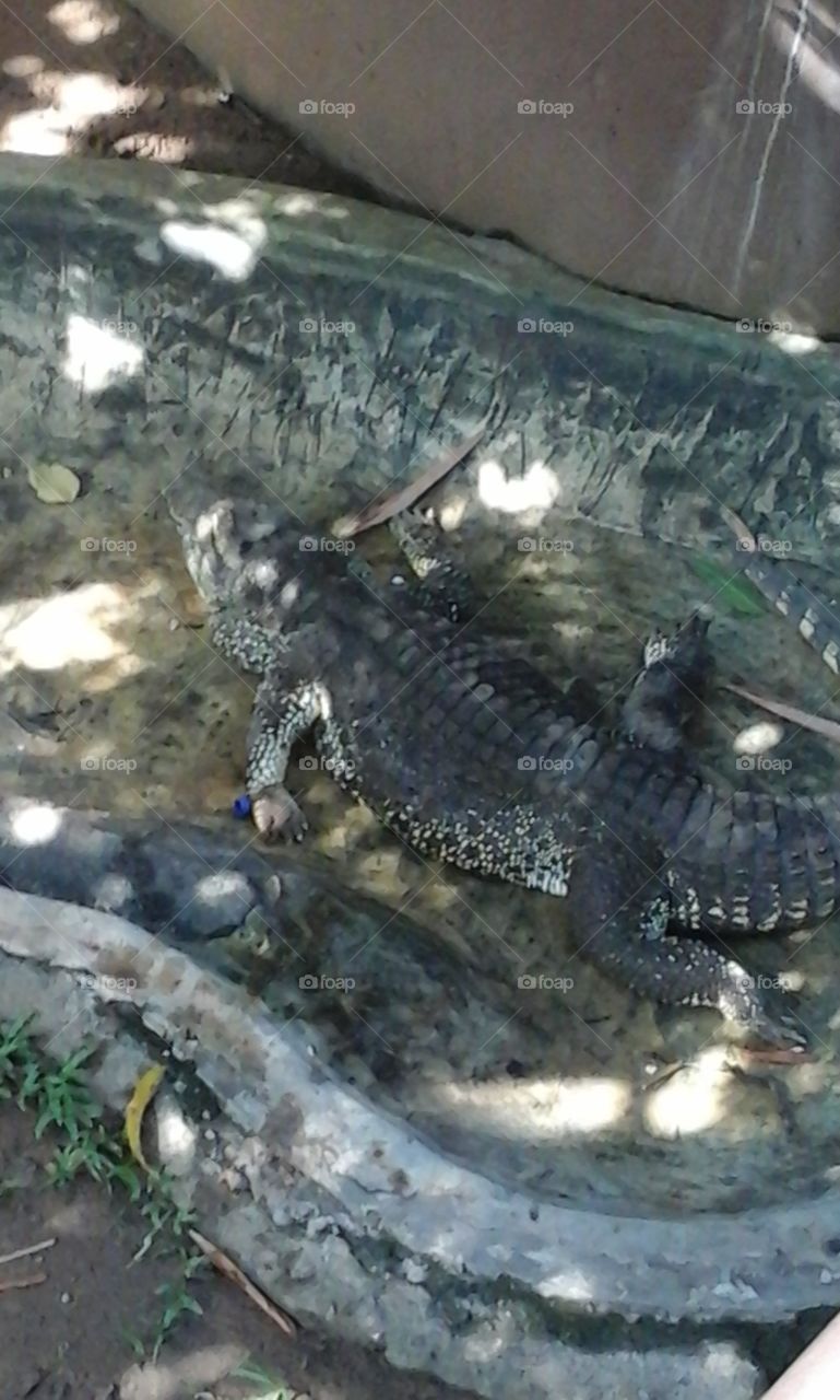 Crocodile