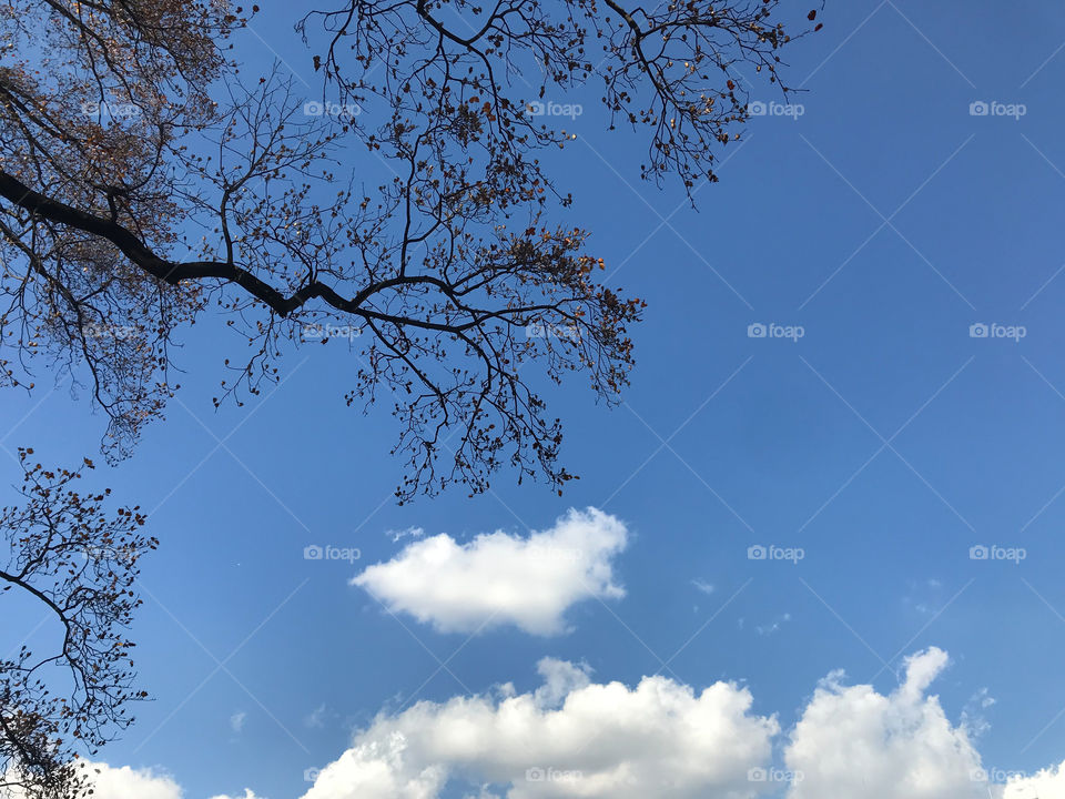 amazing form of dried branch of big tree at the left side of frame with bright blue summer sky and white fluffy clouds on background in Tokyo, Japan