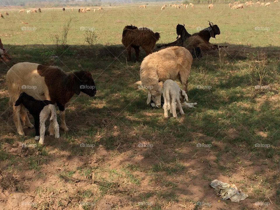sheeps feeding lambs