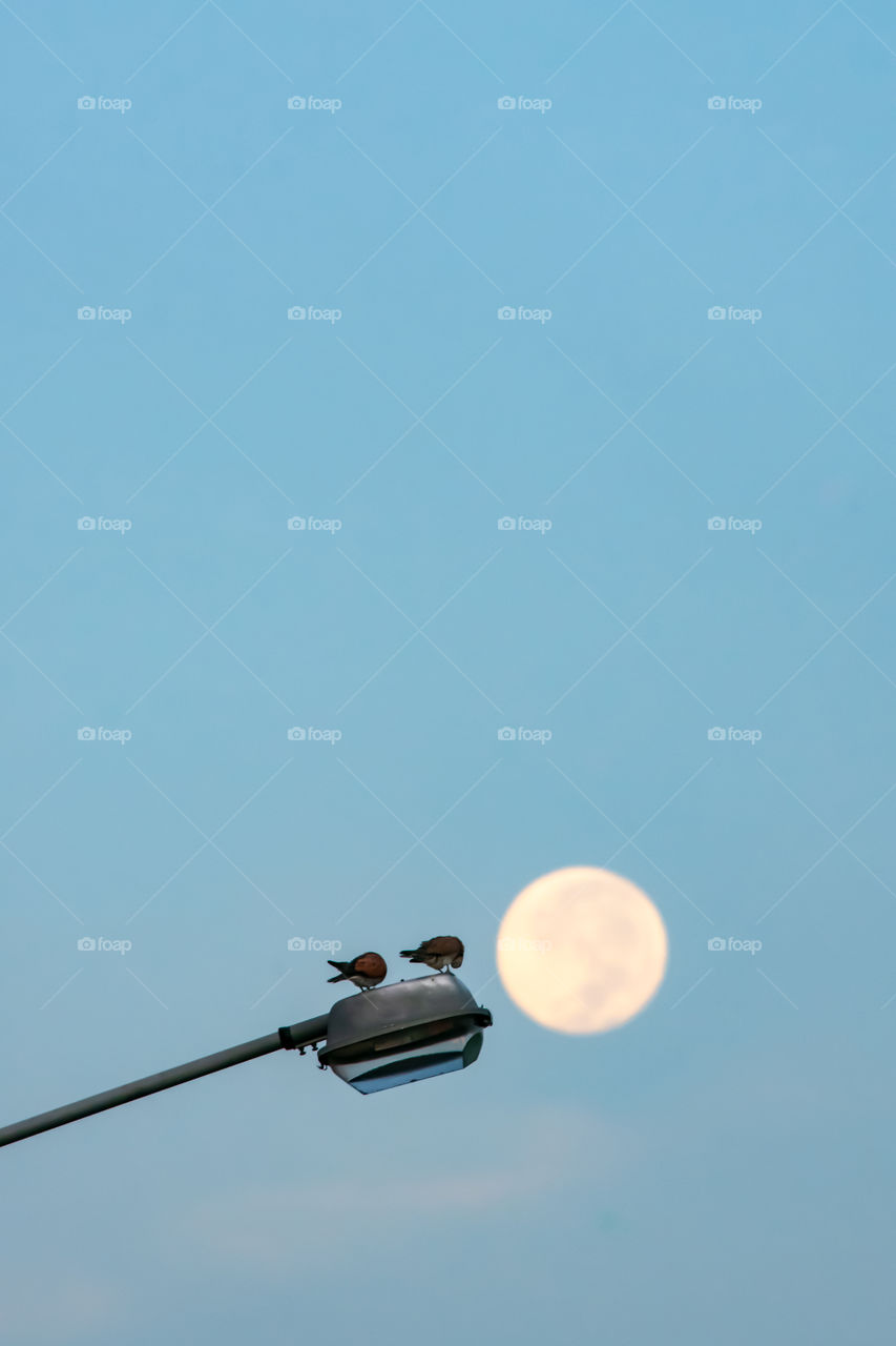 Doves on a street lamp A morning with the background of a full moon