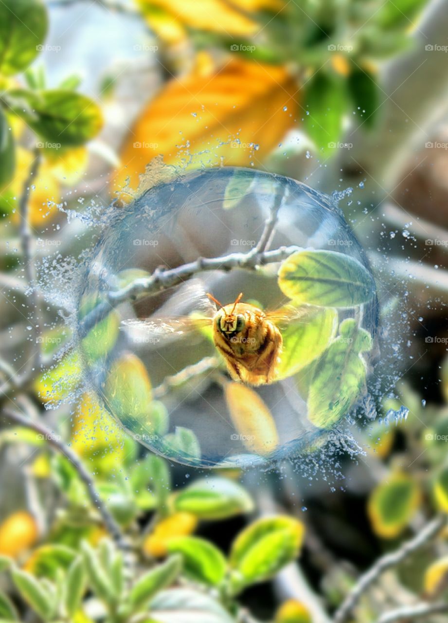 bee