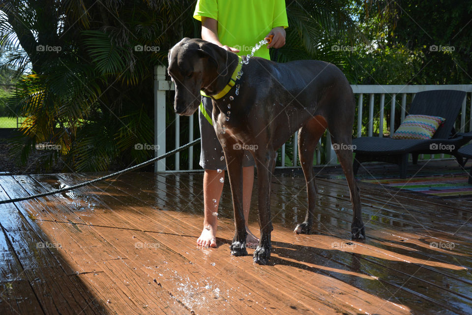 My son washing our Great Dane Jazzi 