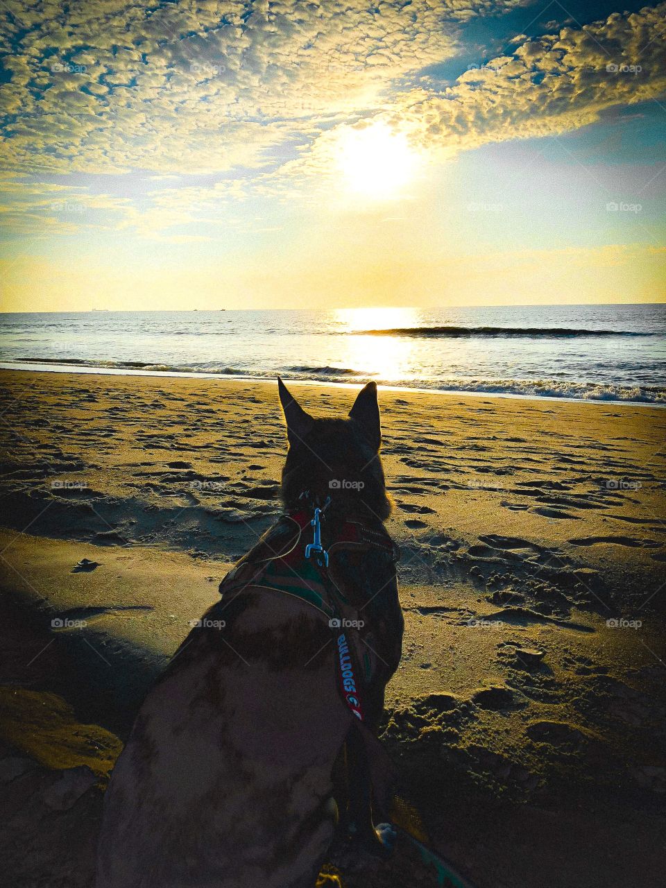 Silhouette of dog watching the sunrise at the beach