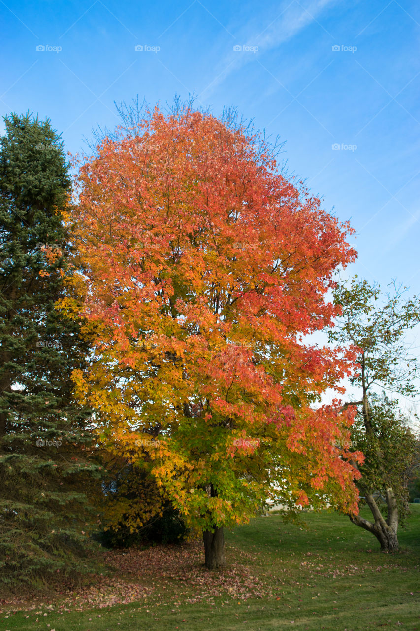 The fire tree