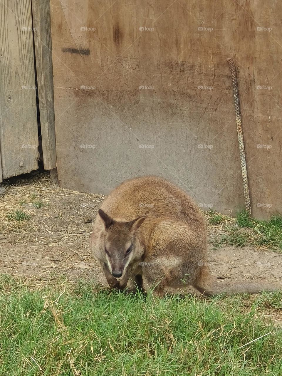 Kangaroos at Chulu Ranch in Beinan Township