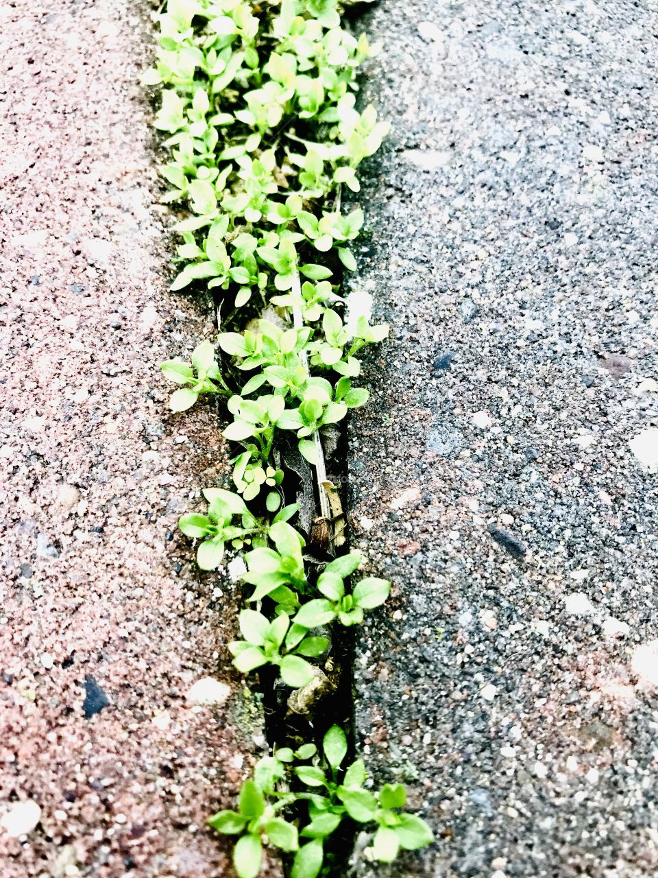 Beautiful bright green weeds found in sidewalk while on long nature walk in morning. 