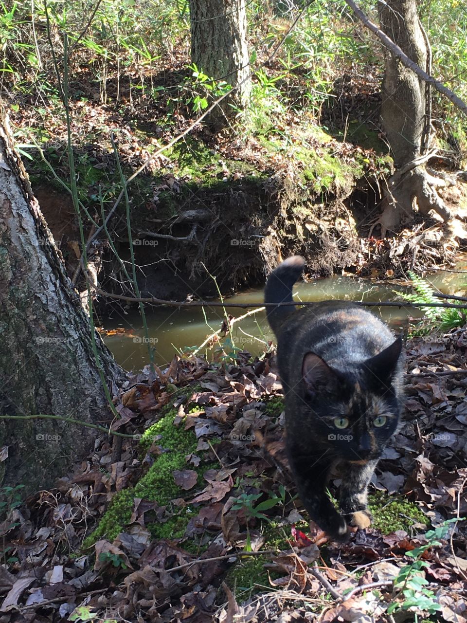 Stealthy Cat near a stream in the woods