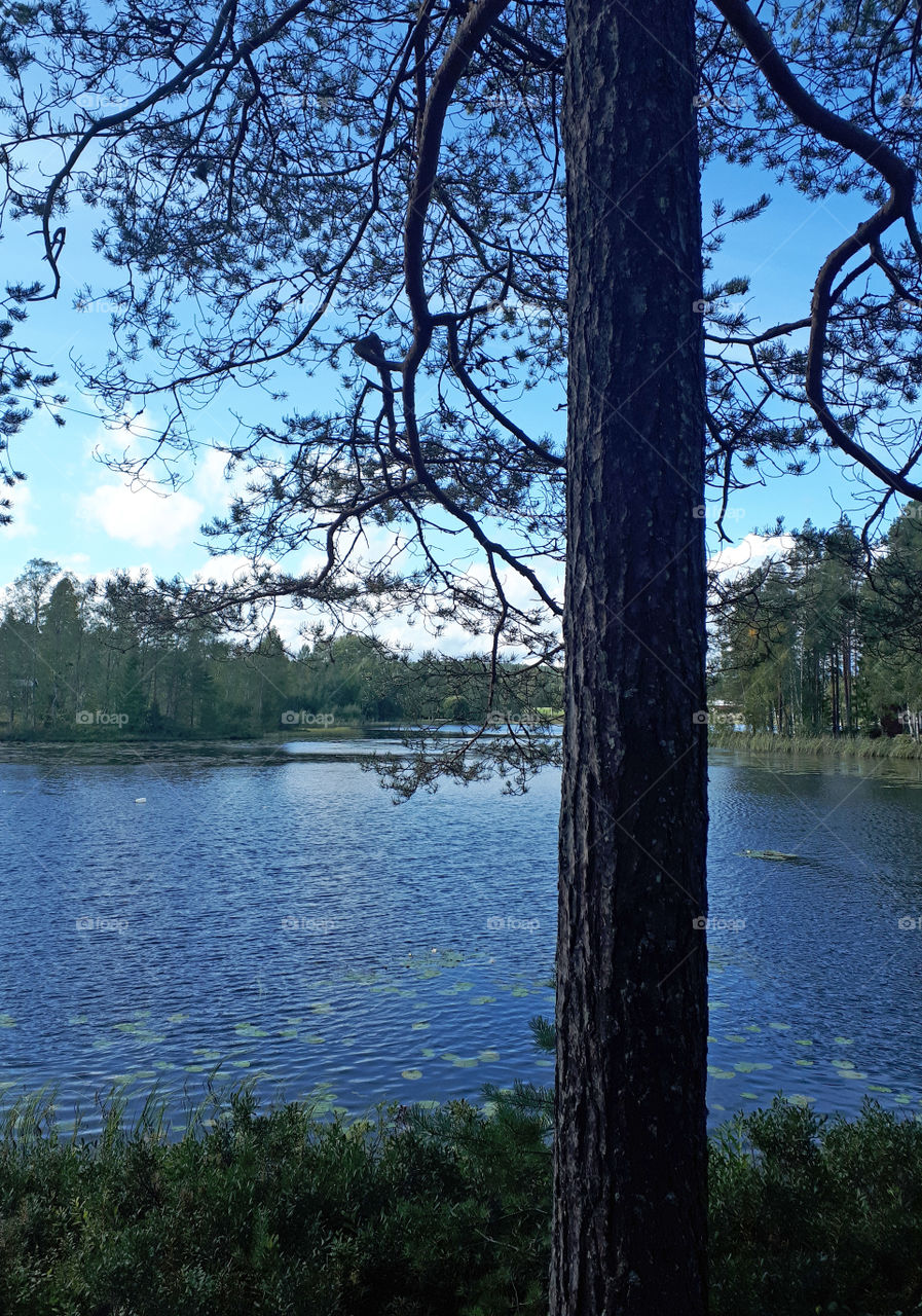 lake tree