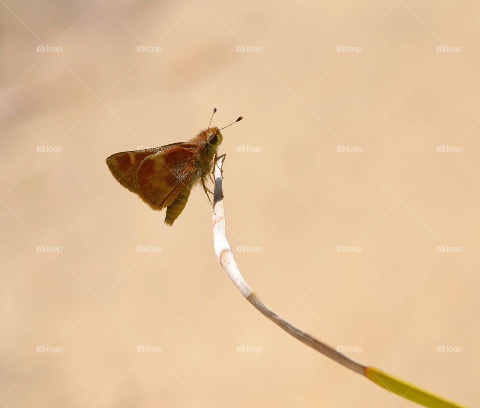 Brown moth. 