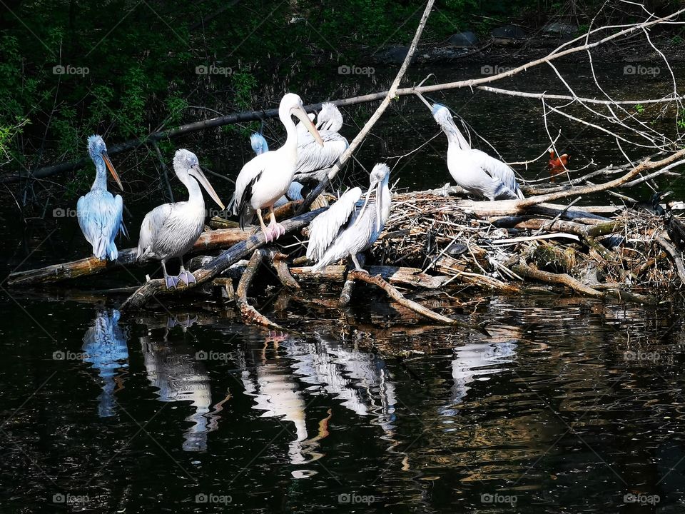 Pelicans