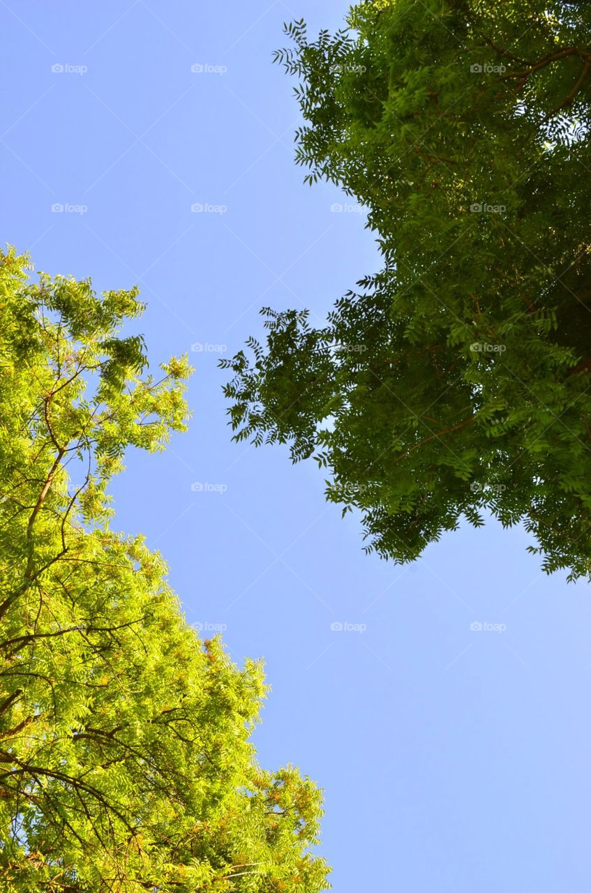 Light vs Dark. Shot this while laying down at a park in San Jose.