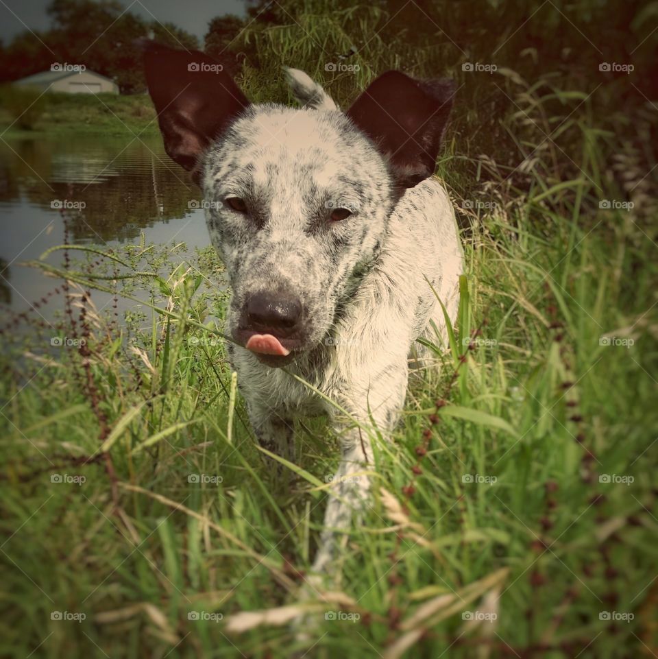 A young blue heeler dog by a pond in spring