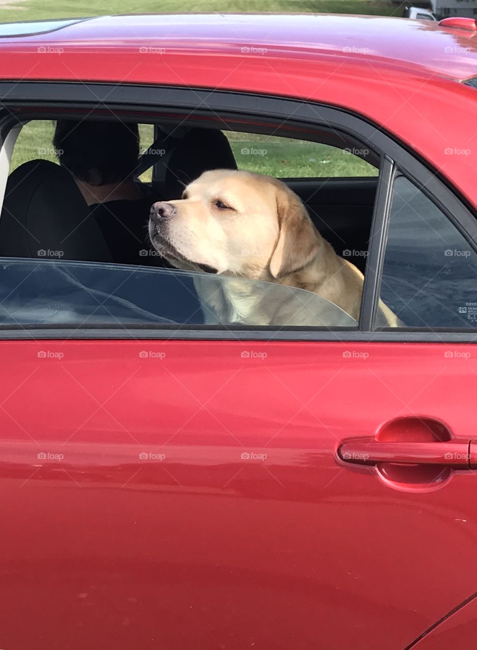 Yellow looking out the window of a red car