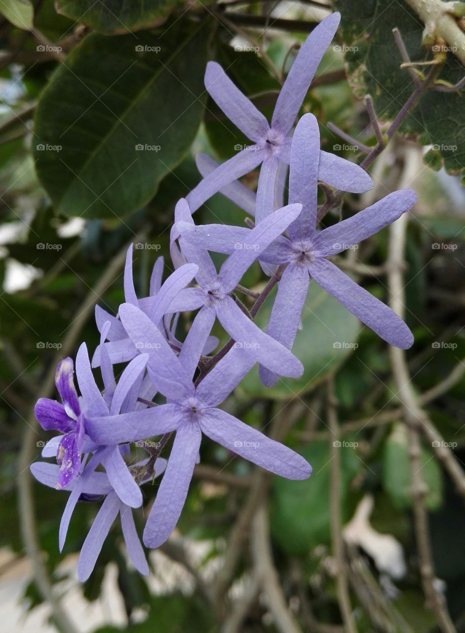 Purple flowers