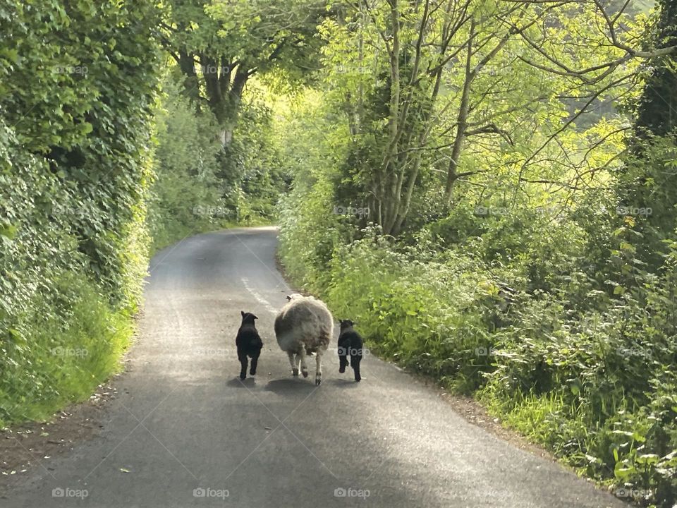 Sheep on a road