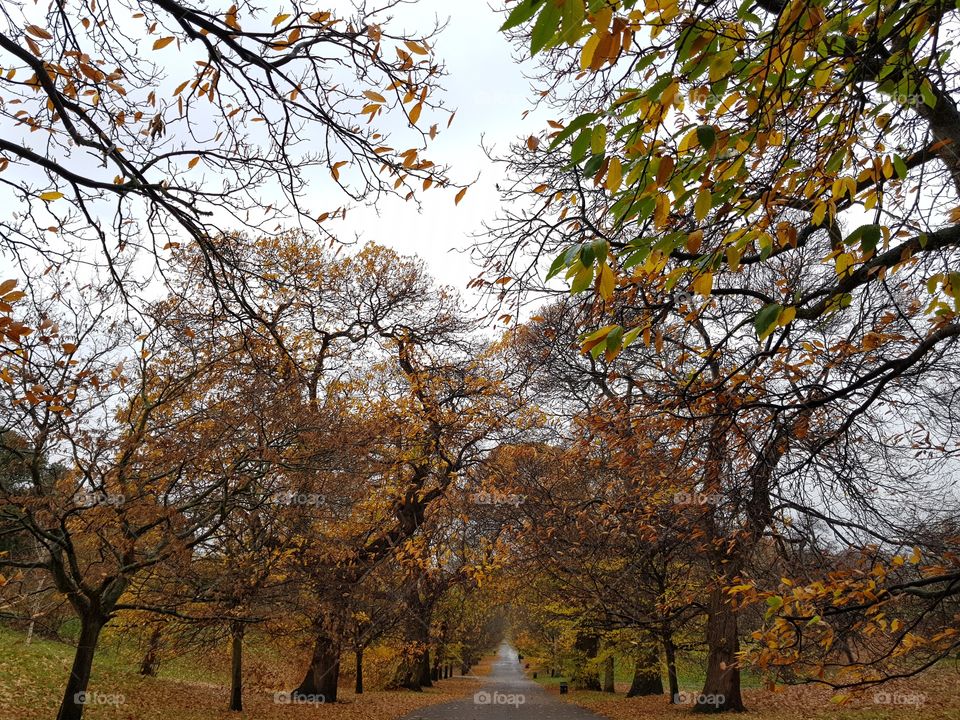 lovely autumn walk in Greenwich park