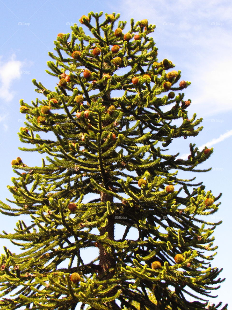 Araucaria araucana