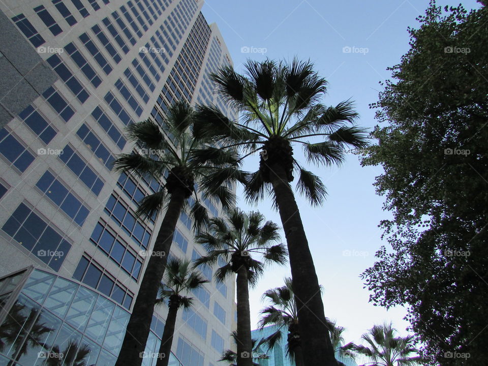 palm tree view. walking around downtown Sacramento