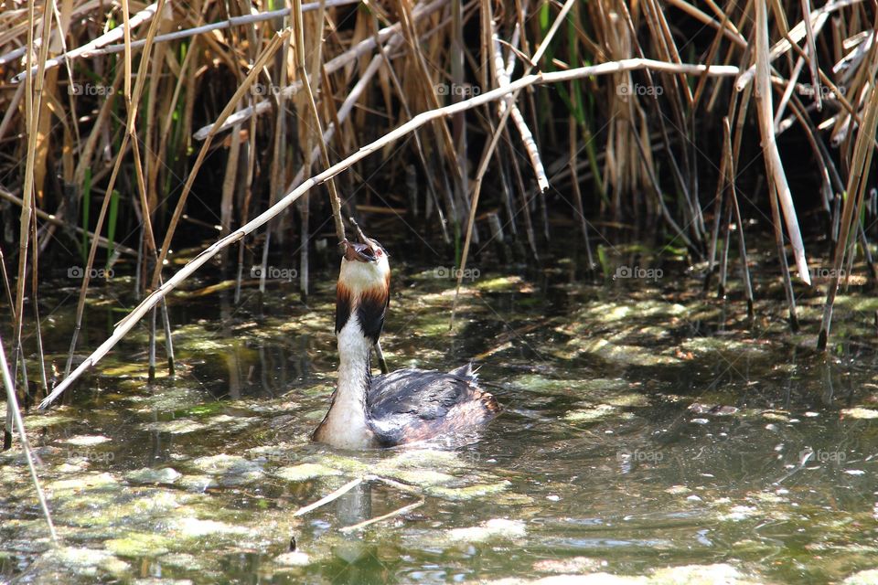 great crested grebe eat fish