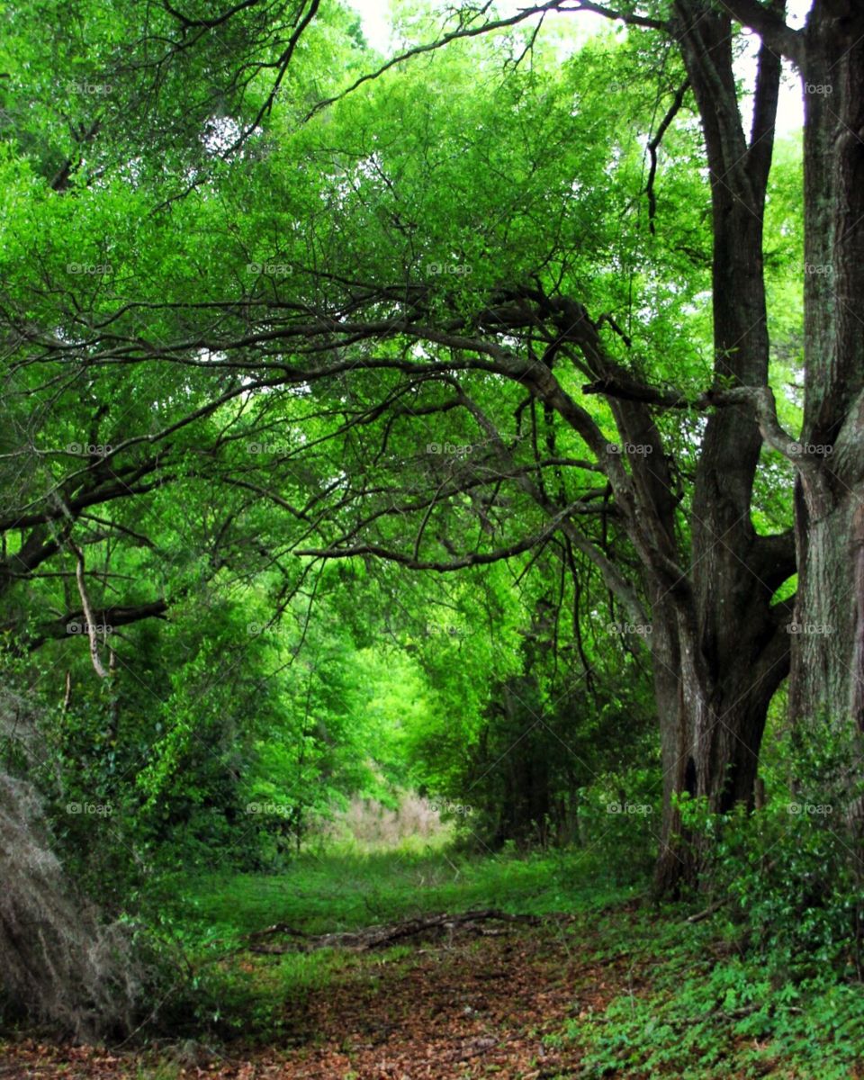 Wood, Landscape, Tree, Nature, Leaf