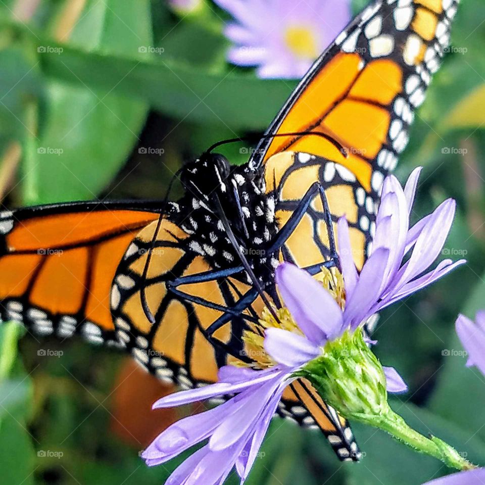 Monarch Butterfly with pink lavender flowers and new wings black and white  oranges pollinate