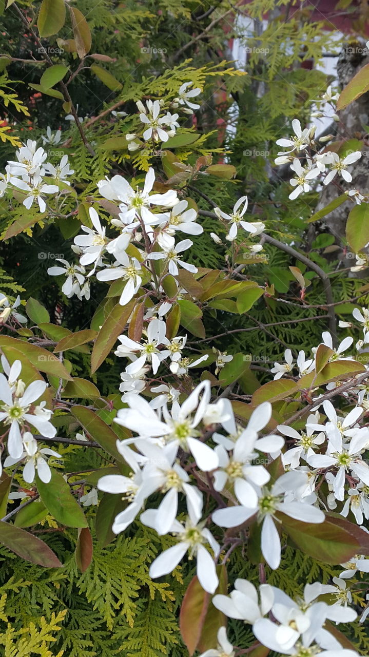 blooming tree