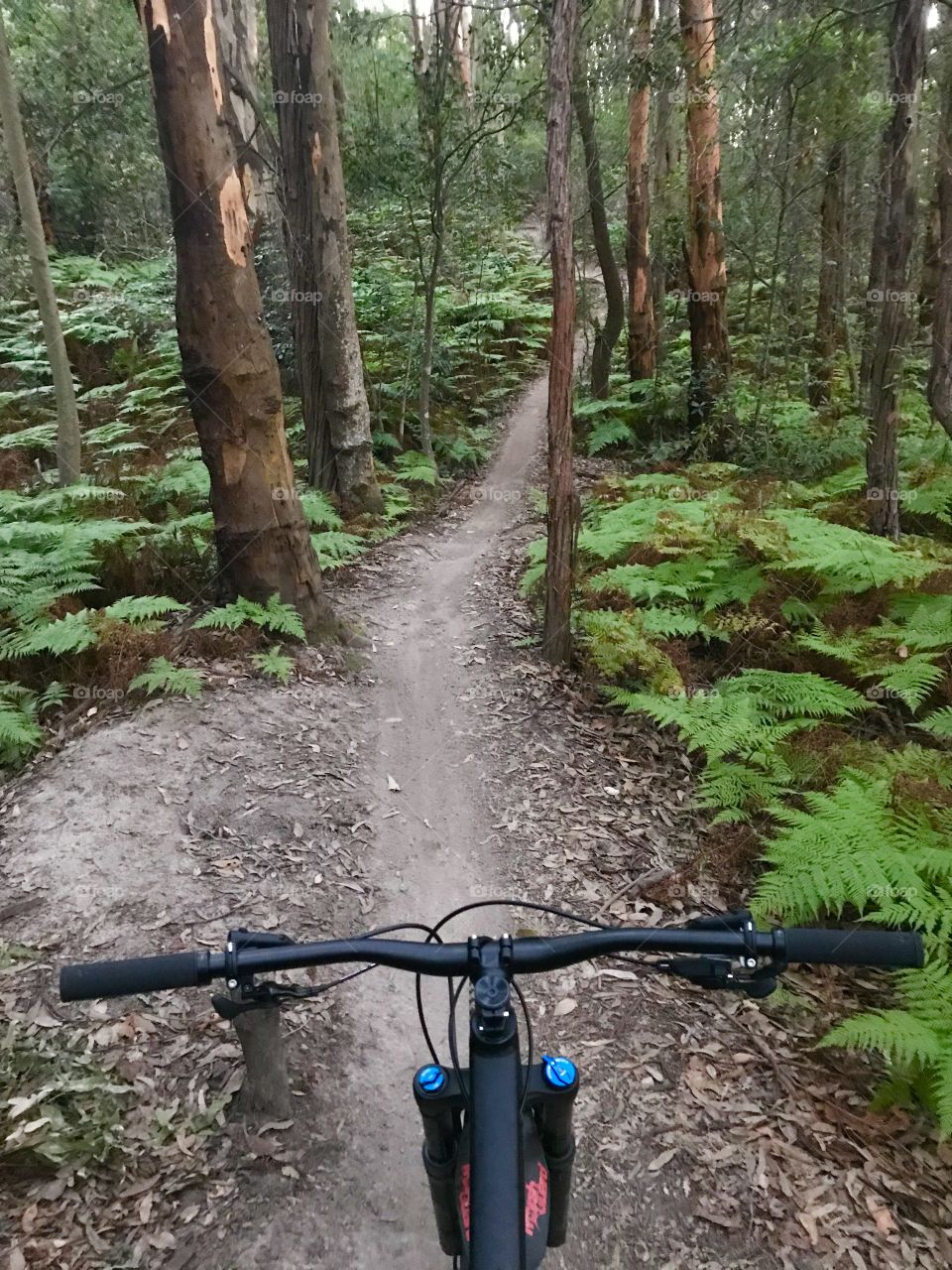 Early morning mountain bike ride, Glenrock Reserve, Newcastle NSW Australia 