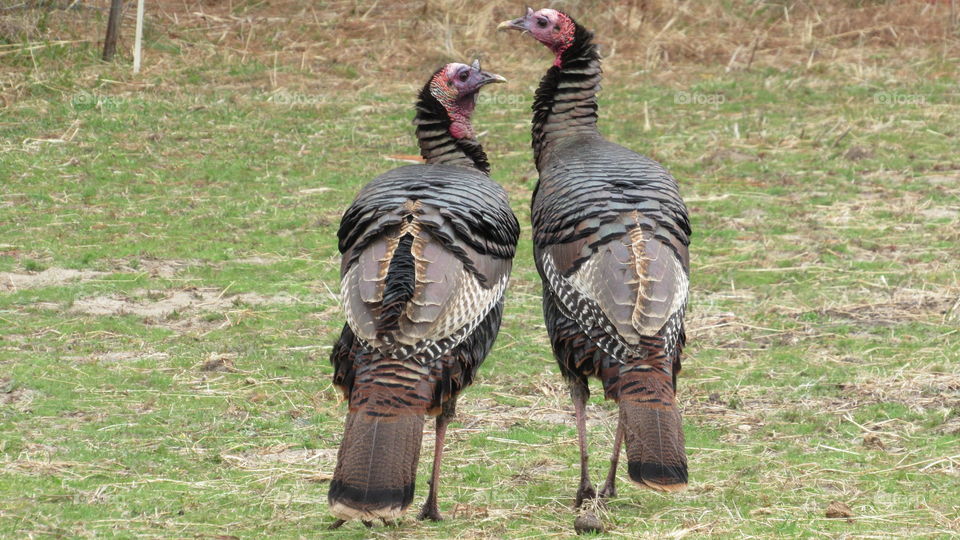 Two wild turkeys
