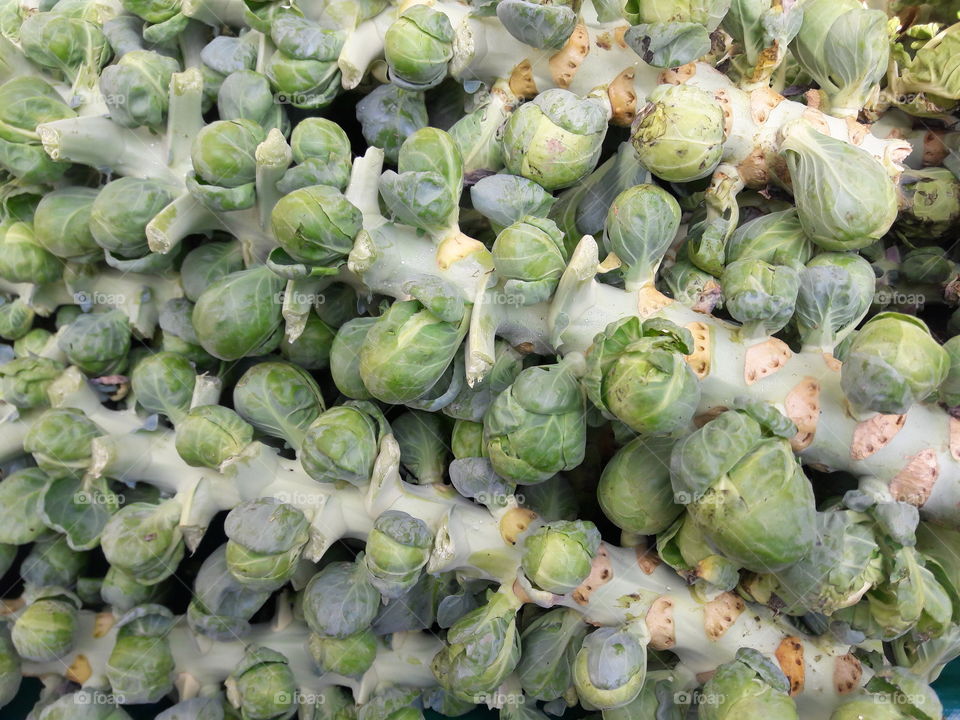 Close-up of vegetables