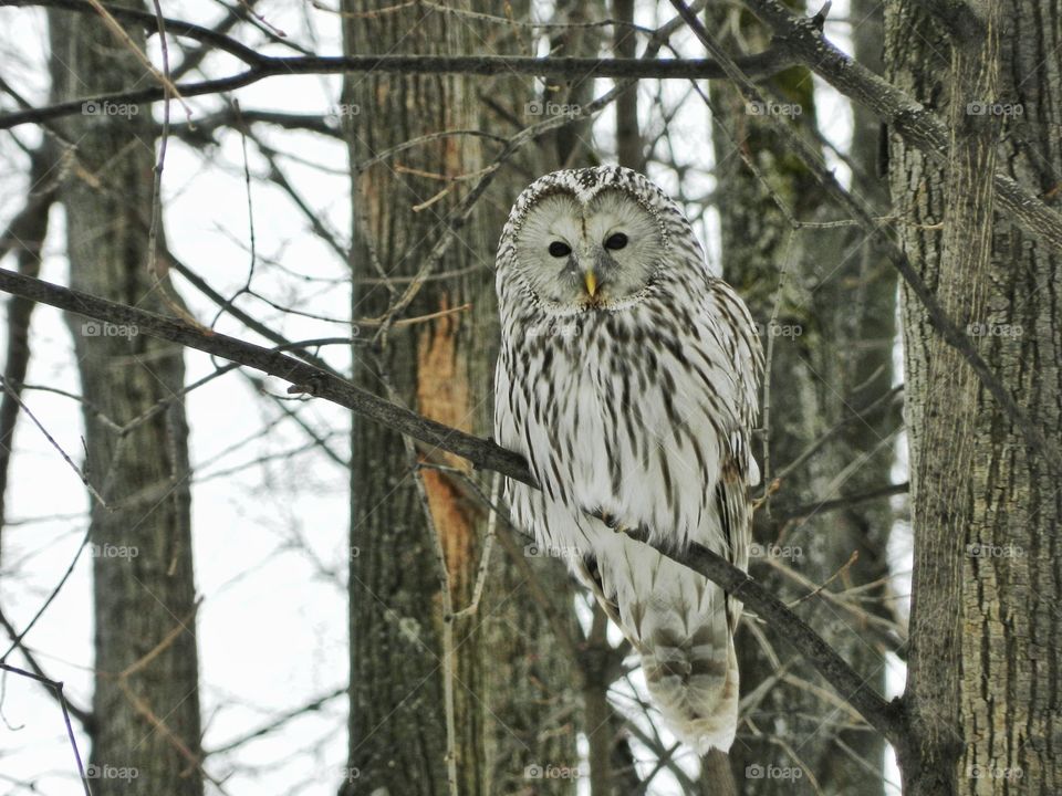Ural owl. Strix uralensis