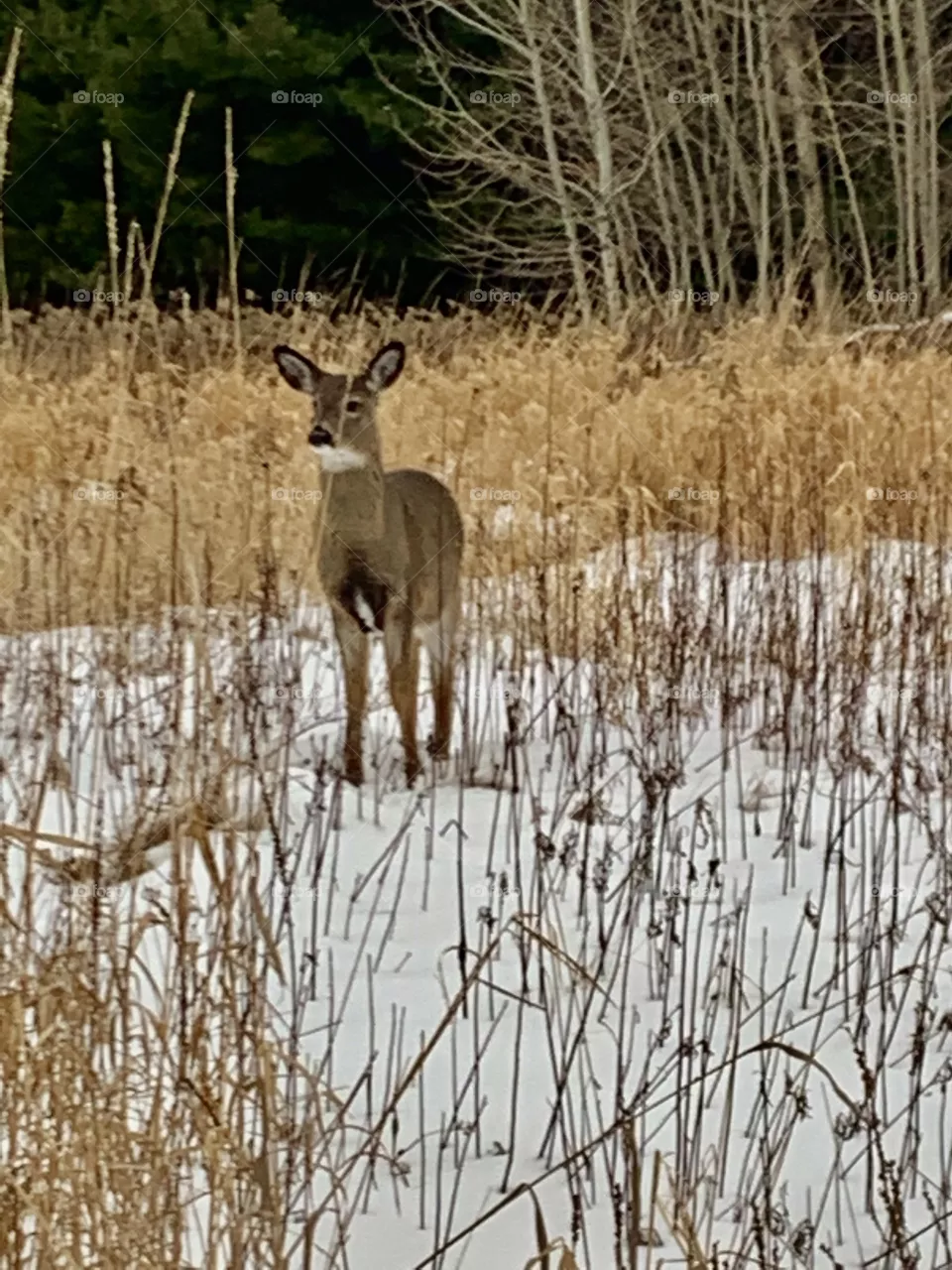 Beautiful deer in Boucherville Isles, Quebec, Canada 🍁