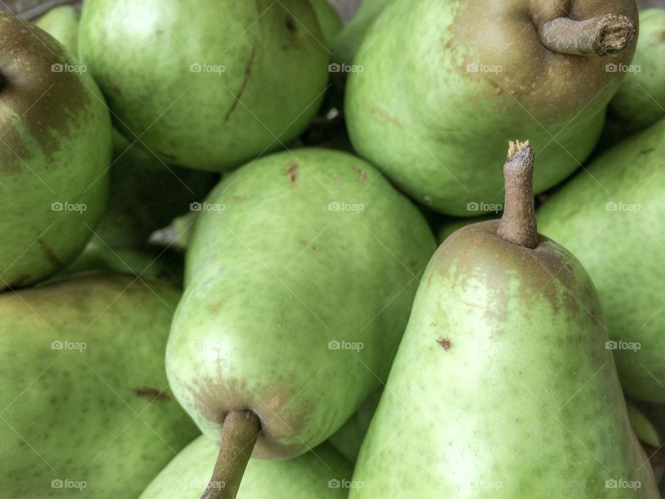 Fresh-picked Bartlett pears.   
