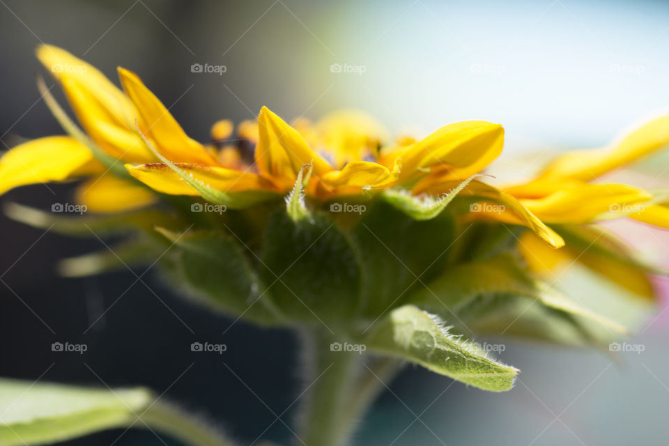 Sunflower closed up