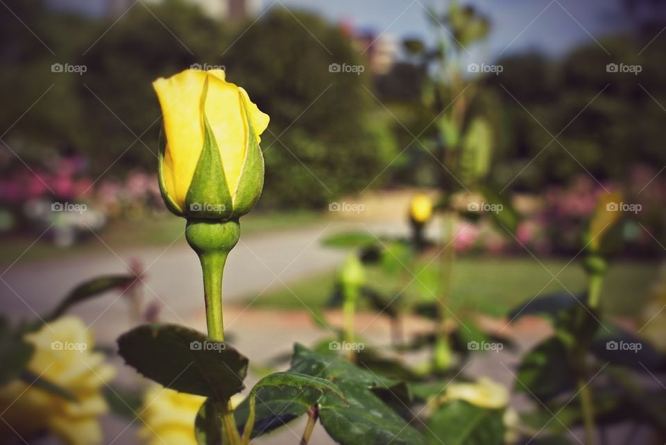 Yellow rose