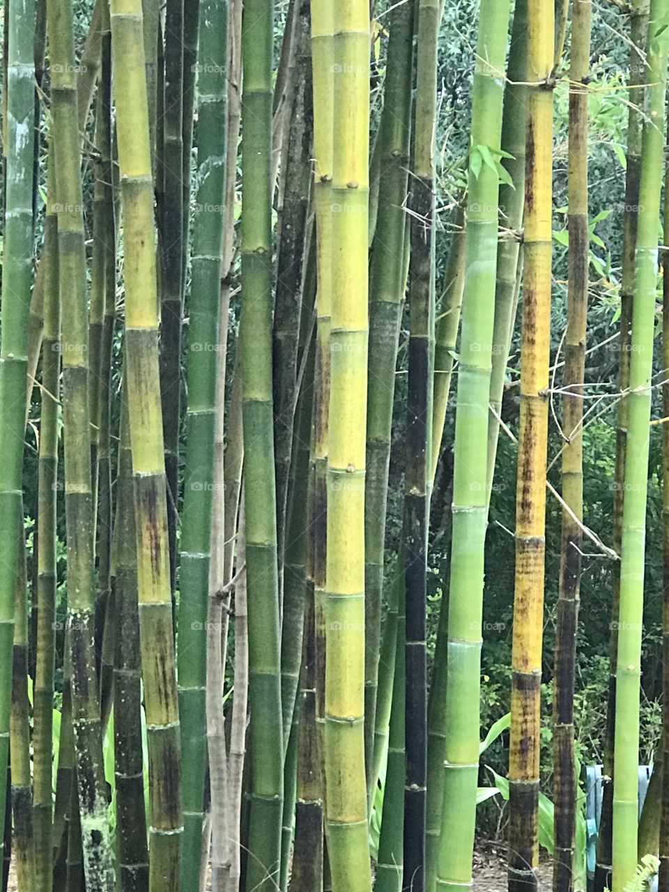 Bamboo garden