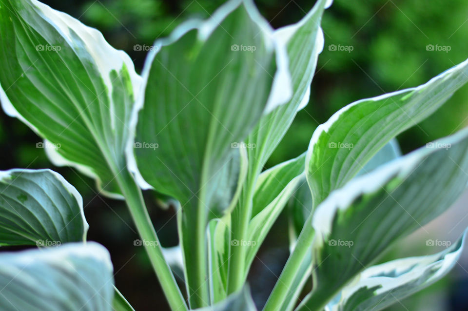 perennials hasta foliage bokeh
