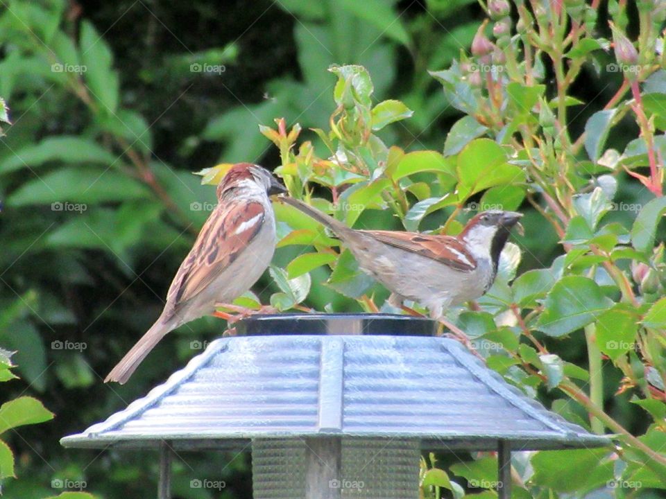 Two sparrows perched on the top of bird bath