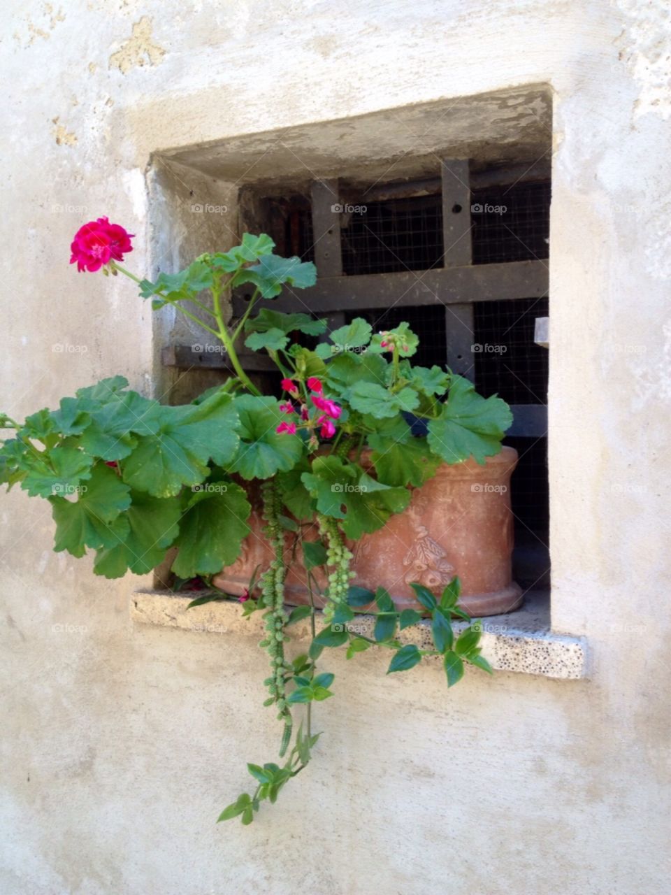 Geranium in pot