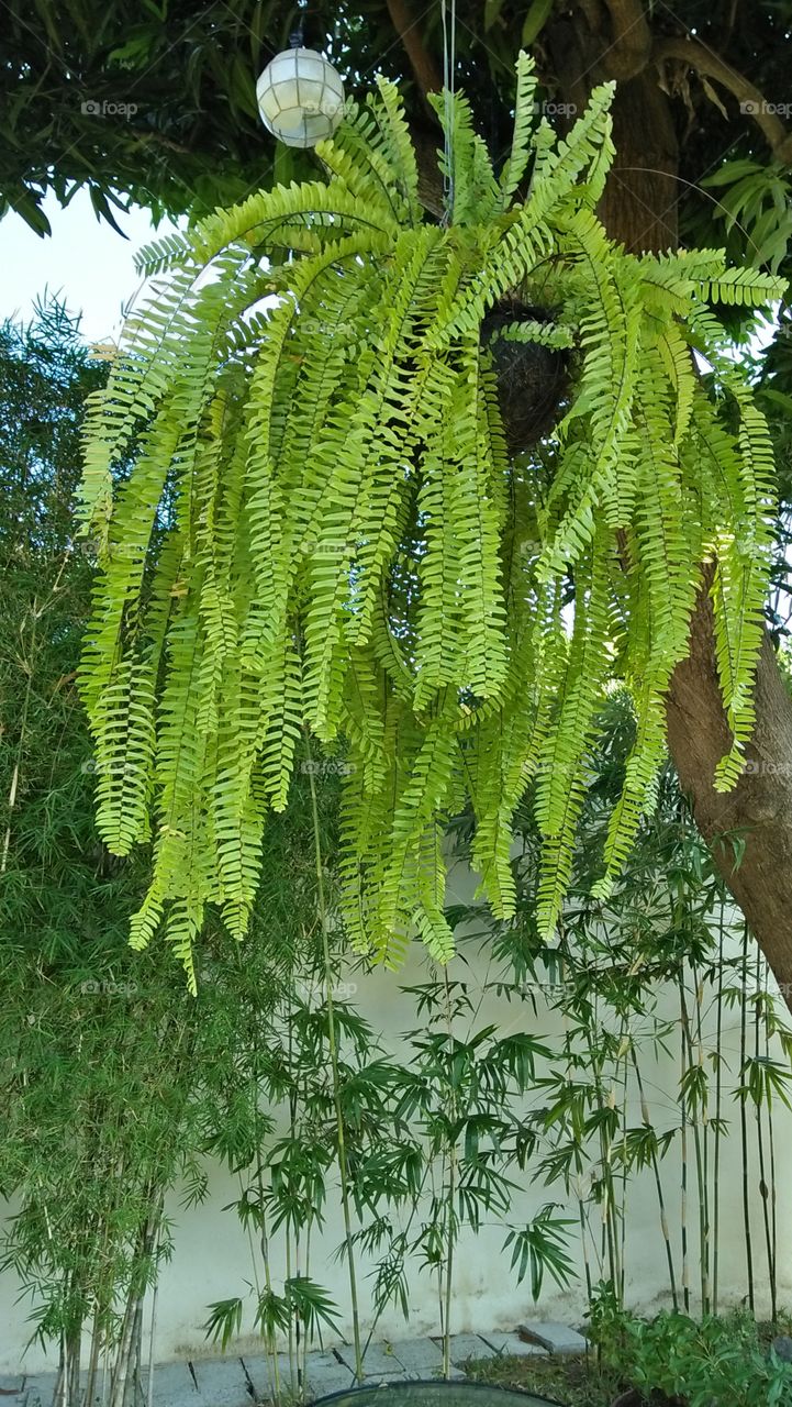 Hanging Ferns