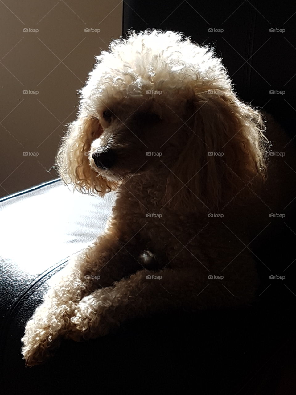 A toy poodle in shadow.