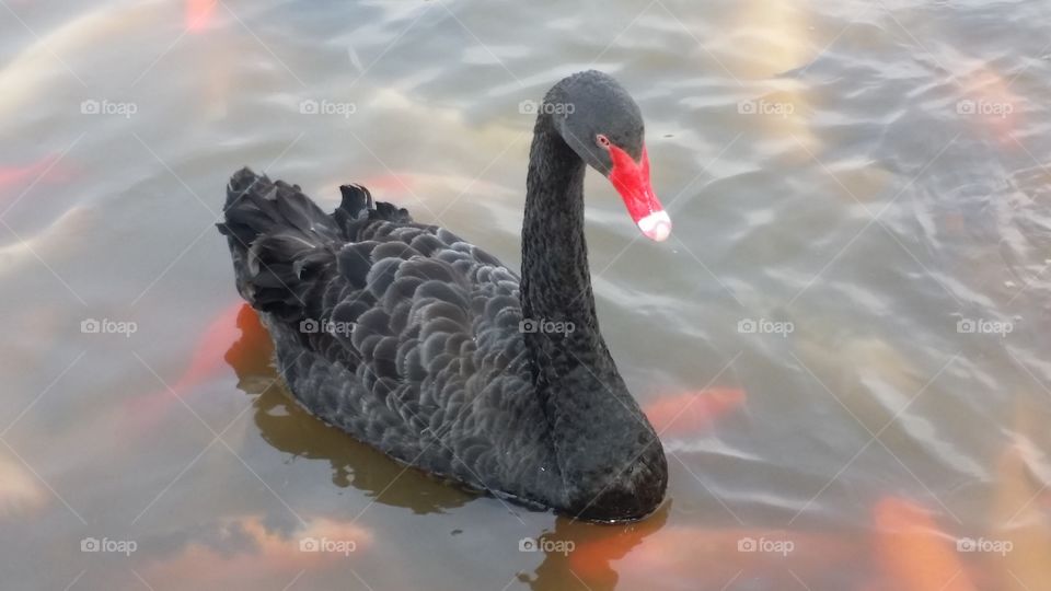 black swan. black swan 
