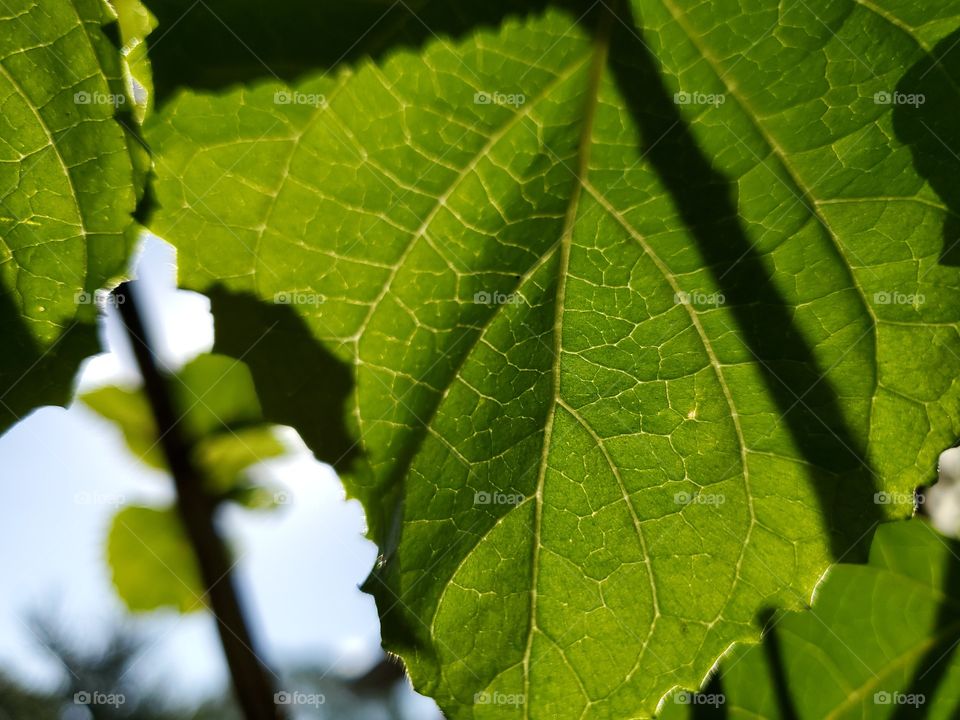 Natural light:  close up of green leaf