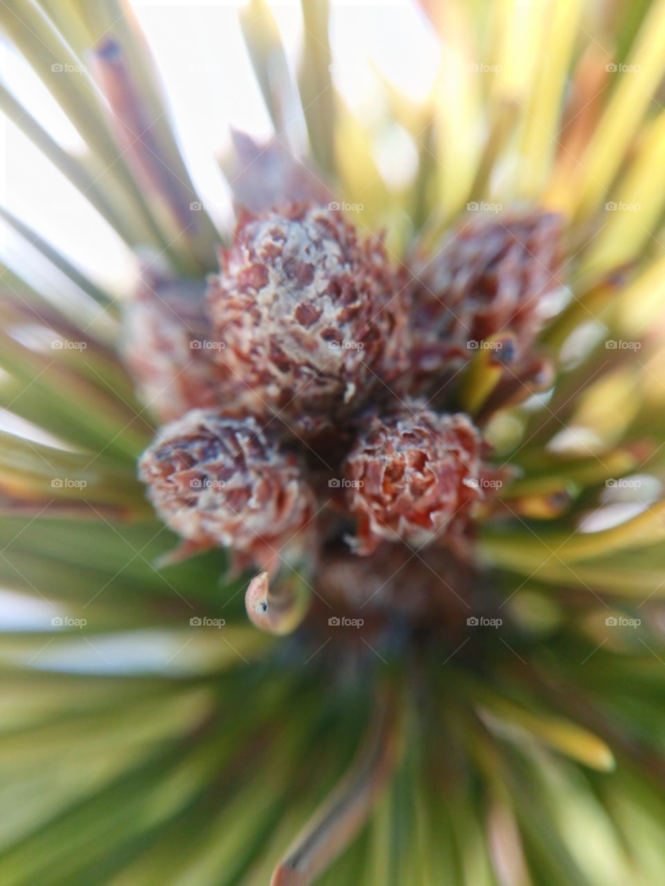 macro lens pine 1