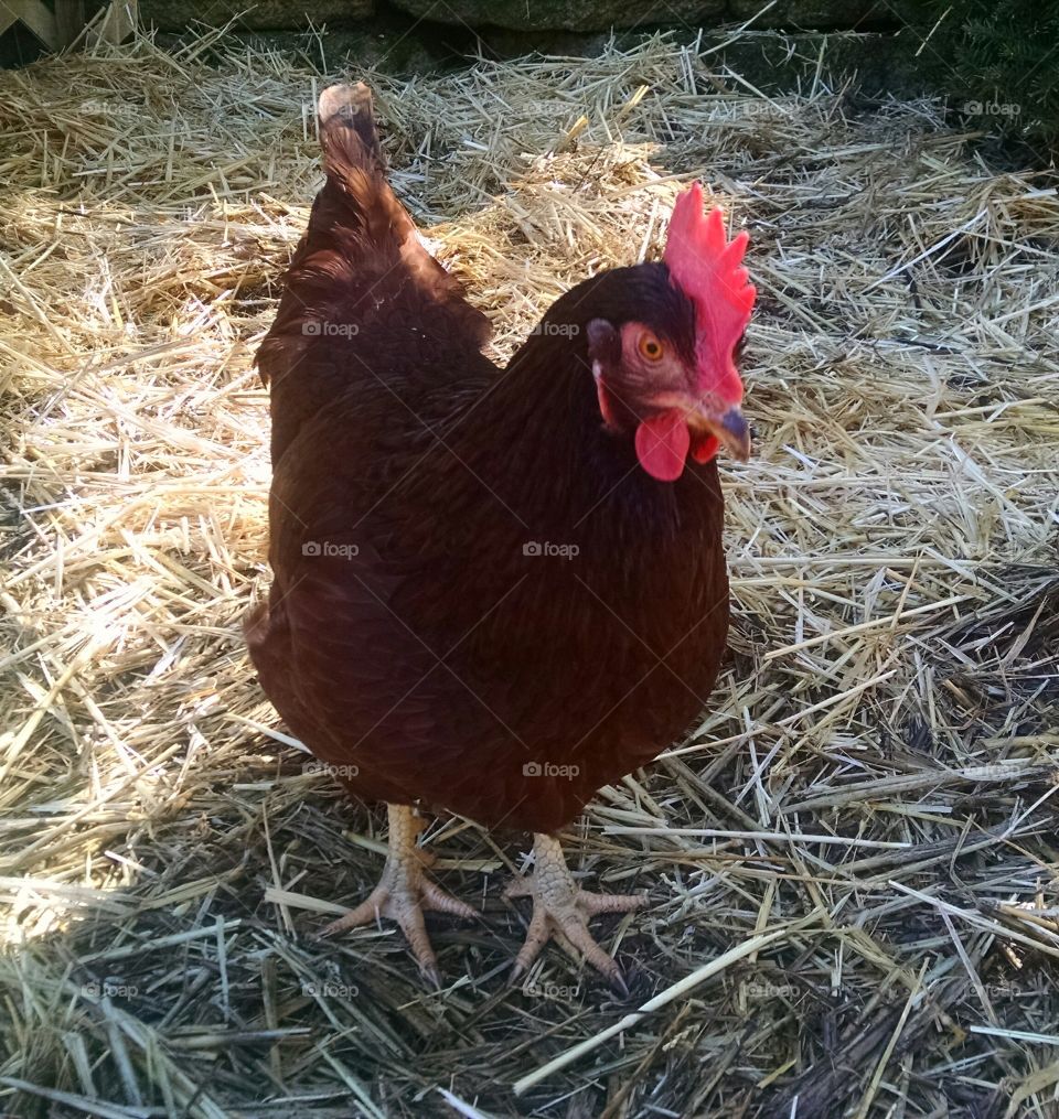 backyard chicken