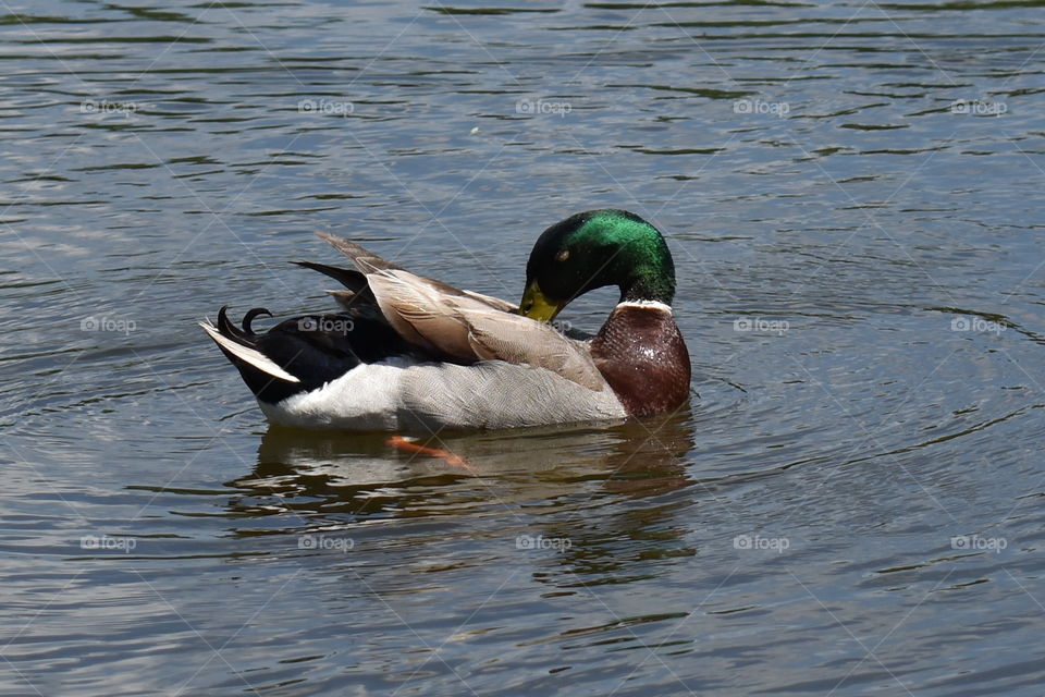 Beautiful Duck swimming