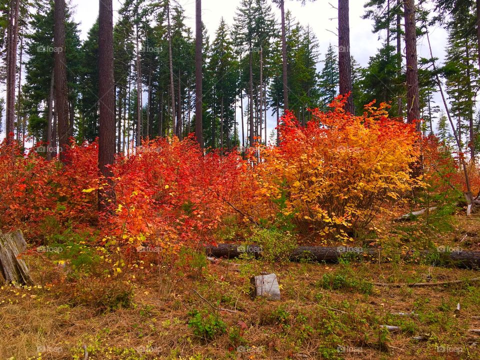 Autumn Golf Scenery in the Cascades